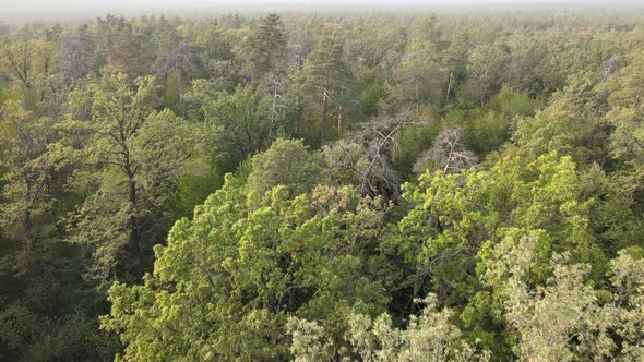 Aerial View of a Green Forest on a Summer Day alt