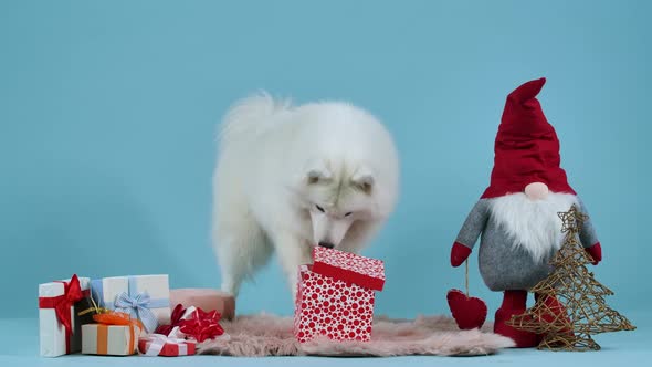 Samoyed Sits on a Blanket Surrounded By Christmas Gifts Against a Bluish Background alt