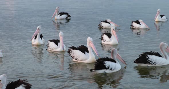 A flock of pelicans floating and swimming on calm water, hoping to be fed alt