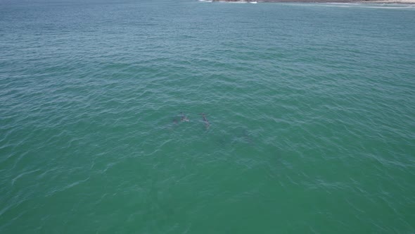 Tursiops Truncatus Swimming In The Sea In Summer. Common Bottlenose Dolphins In Fingal Bay, Australi alt