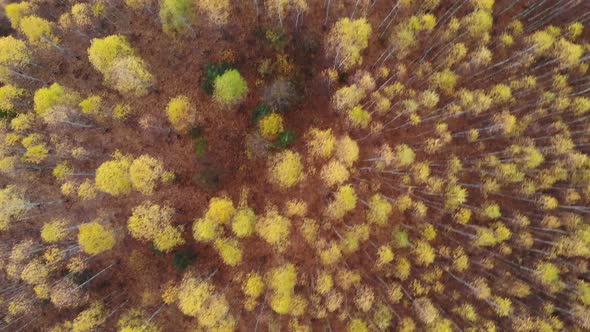 2 Autumn Forest, Top View