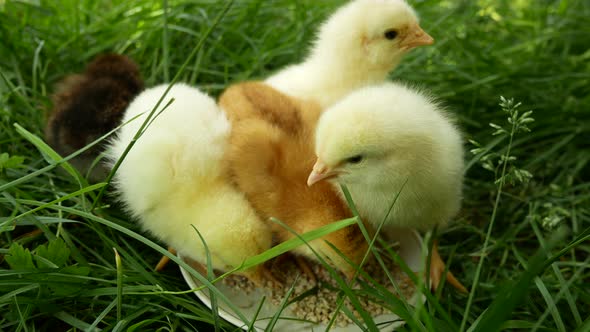 Cute Little Chickens Pecking Food From a Plate on Green Grass alt