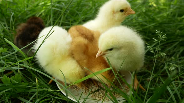Cute Little Chickens Pecking Food From a Plate on Green Grass