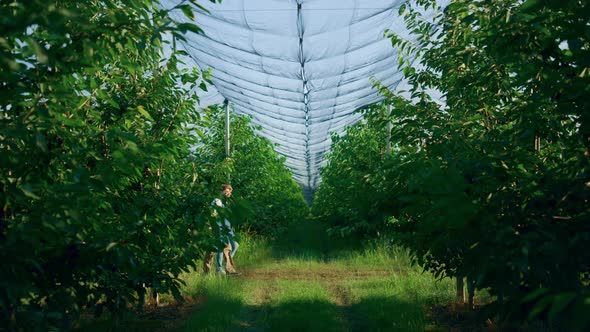 Farmers Team Working Together in Sunny Fruit Garden alt