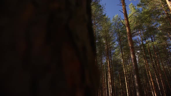 Russian Forests That Will Soon Be Cut Down and Sold to China alt