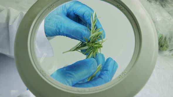 Quality control inspection of rosemary plant leaves under a magnifying glass alt