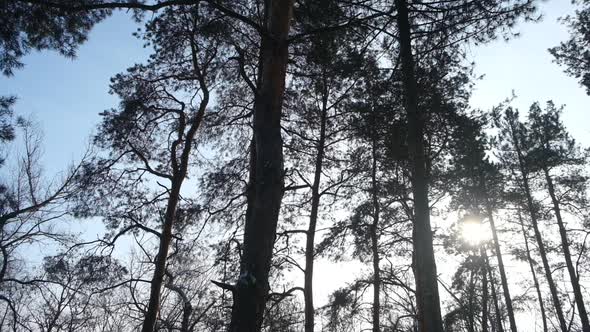 Forest trees. nature pine wood sunlight backgrounds. Panorama of a forest