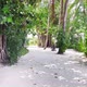 Tropical island walk - Maldives, June 2021 - VideoHive Item for Sale