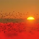 Sunset View from Above the Clouds and Flock of Birds - VideoHive Item for Sale