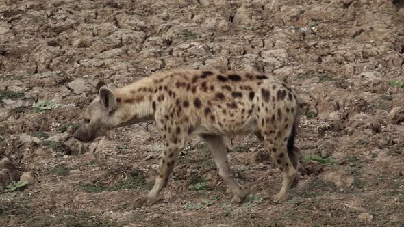 Following Hyena Walking in the Wild