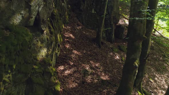 Nature Motion Shot in Deciduous Forest