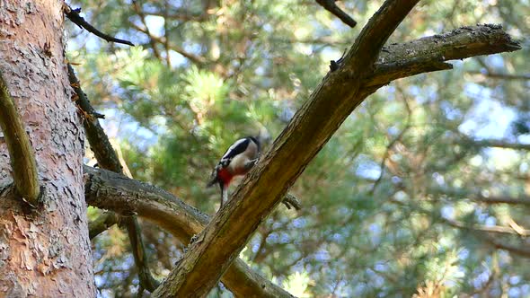 Great spotted woodpecker, male adult bird, pecking pine tree branch in pine forest