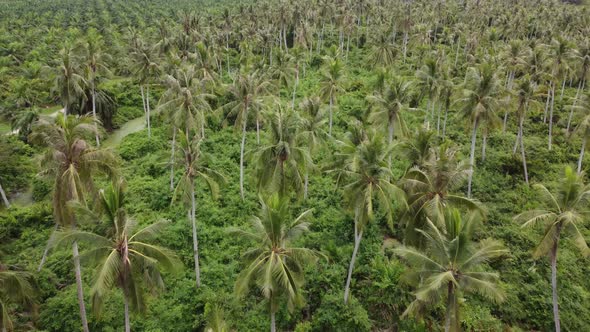 Aerial view look down lush green coconut alt