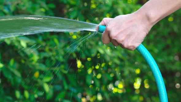 Watering tree. Woman arms are using water spraying hoses. Woman gardener with hose for watering alt