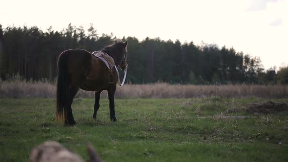 Brown Horse Eating Grass and Walking at Rural Field