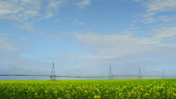 Yellow Flower Canola Field on Water Horizon Majestic Nature Landscape Background alt