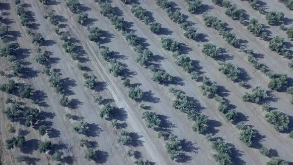 Aerial footage over an Olive plantation in Jaen, Spain