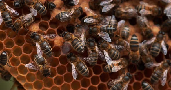 European Honey bee, Apis mellifera, Bees working on a Wild Ray, Natural Brood alt