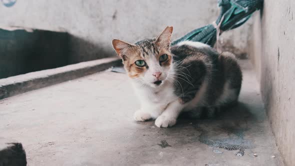 Stray Cat Meows Pitifully at Camera Sitting on a Dirty Floor in Africa Zanzibar alt