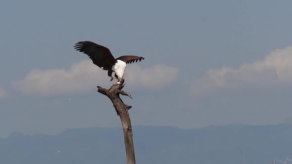 African Fish-Eagle, haliaeetus vocifer, Adult with Fish in Claws, Fishing at Baringo Lake, Kenya alt