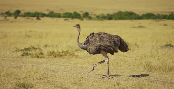 Female ostrich walking, Stock Footage | VideoHive