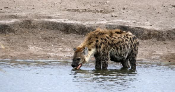 Spotted hyena drinking water Namibia, Africa safari wildlife alt