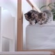 Two Little Striped Kittens Jump Down From Bed - VideoHive Item for Sale
