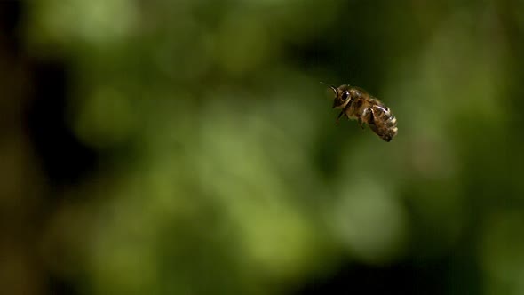 700238 European Honey Bee, apis mellifera, Adult flying against green background, Slow motion alt