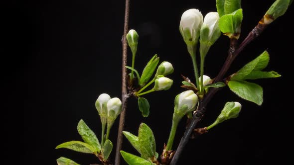 Flowering Branches on a Black Background alt