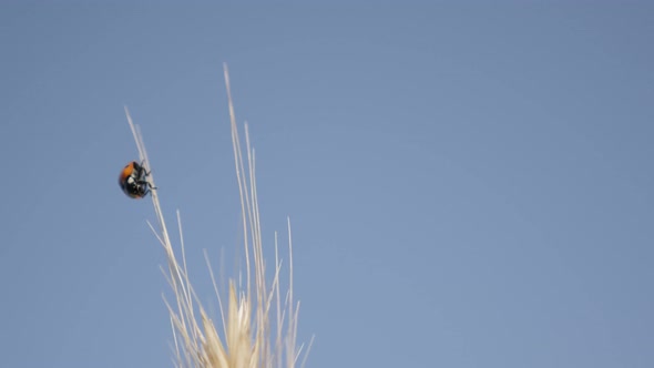 Lady beetle resting on top of grass against blue sky 4K 2160p 30fps UltraHD footage - Coccinella mag alt