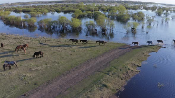 The Horse Herd Graze Along the Shore of the Lake. Wild Horses in Nature