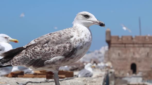 Seagulls of Essaouira, Morocco and the kasbah of Essaouira behind them, the place where Game of thro alt