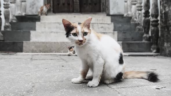 Stray Shabby Tricolor Cat in Africa on Street of Dirty Stone Town Zanzibar alt