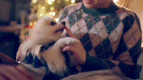 female woman hand hold hug cute little lapdog pomeranian dog friend with tender and happiness