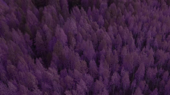 Fantasy autumn purple forest in Ural