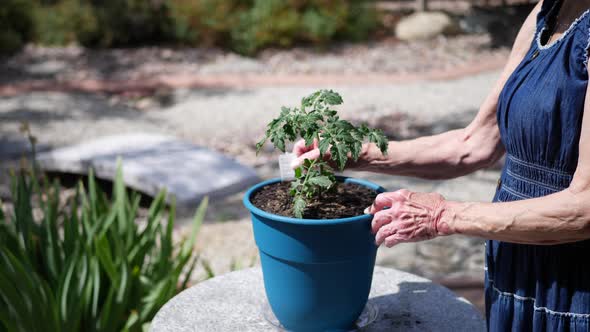 A beautiful elderly woman gardener planting an organic tomato plant in a hat and sun dress SLOW MOTI alt