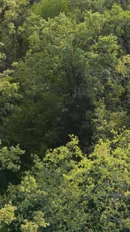 Aerial View of Trees in the Forest alt
