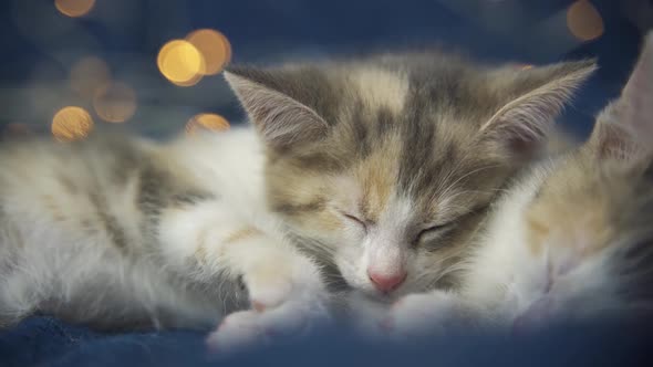 Fluffy Baby Cats Doze Cutely on a Blue Cozy Blanket Against a Background of Yellow New Year's Lights