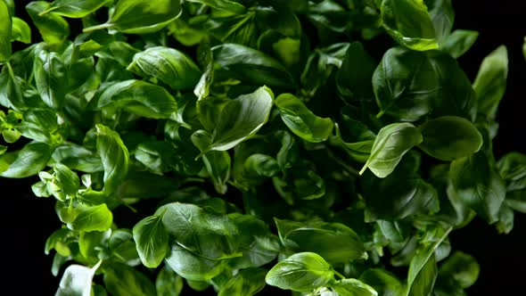 Super Slow Motion Shot of Flying Tasty Basil Leaves Isolated on Black Background at 1000 Fps alt