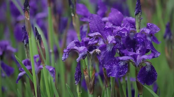 A Little Wind Sways the Purple Flowers. Close-up Shot of Lovely Purple Iris Flowers. Romantic and alt