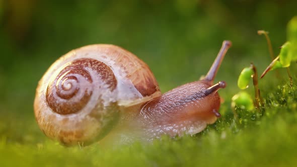 Close-up of a Snail Slowly Creeping in the Sunset Sunlight. alt