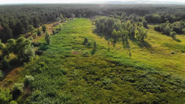 Pine Forest, Aerial View with Drone. Top View in Pine Wood Park on Forest Trees alt