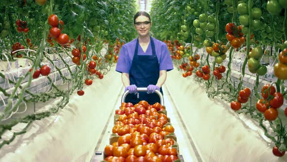 Smiling Woman Is Relocating Collected Tomatoes in a Trolley alt