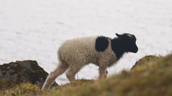 Lamb Walking Along On Grass alt