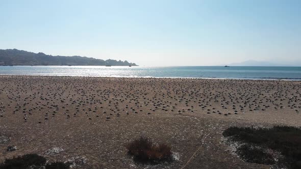 A lot of Birds on the pacific ocean coast Beach (Coquimbo, Chile) aerial view alt