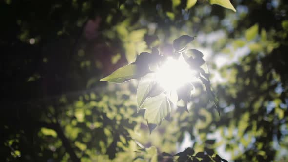 Sunbeam Through the Green Leaves of a Tree. Leaves Flutter in the Wind. alt