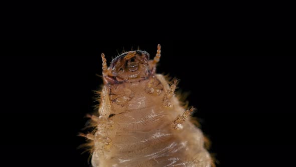 Melolontha Beetle Larva May Beetle  Family Scarabaeidae alt