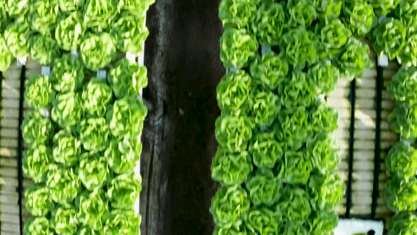 Aerial View of Growing Lettuce in a Modern Greenhouse alt