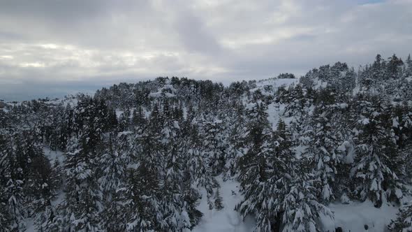 Snowy Forest Hill alt