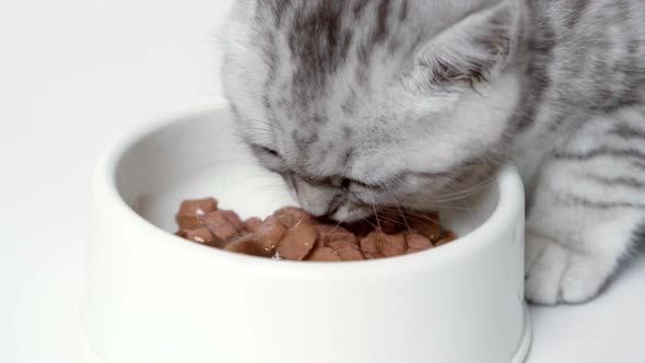 Close Up Striped Kitten Eats Fresh Canned Cat Food for Small Kittens alt